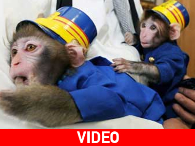 Μαϊμού επιστάτης είσαι…